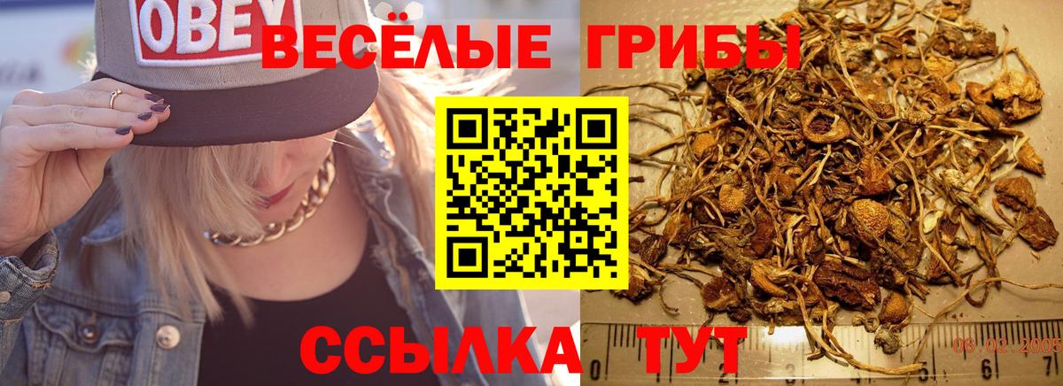 Псилоцибиновые грибы Psilocybine cubensis  закладка  Владикавказ  Вход с VPN 