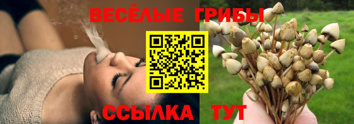 Галлюциногенные грибы Psilocybine cubensis Владикавказ